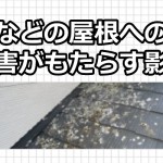 鳥などの屋根への糞害がもたらす影響はこんなに沢山ある！